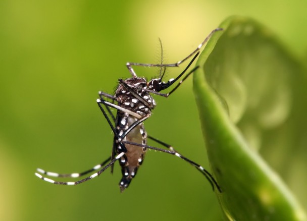 Aedes aegypti